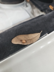 Belonocnema treatae