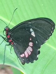 Parides iphidamas