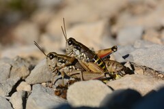 Podisma amedegnatoae