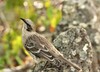 San Cristóbal Mockingbird - Photo (c) Joe Girgente, some rights reserved (CC BY-NC), uploaded by Joe Girgente