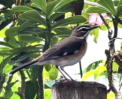 Cercotrichas quadrivirgata
