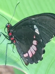 Parides iphidamas