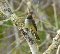 Myiarchus magnirostris