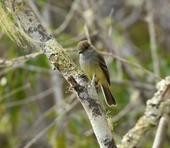 Myiarchus magnirostris