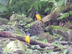 Eucometis penicillata