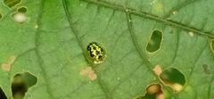 Cassida circumdata