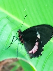 Parides iphidamas