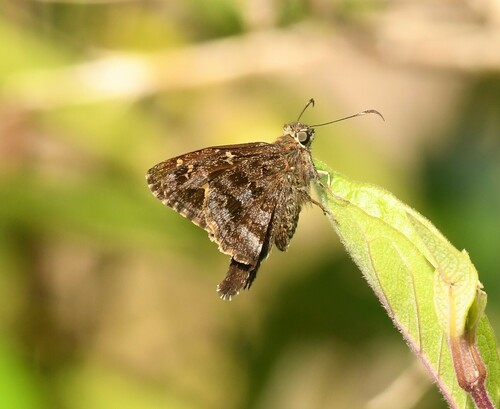 Galápagos Longtail (Subspecies Thorybes dorantes galapagensis ...