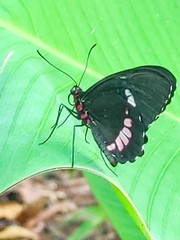 Parides iphidamas