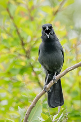 Laniarius funebris