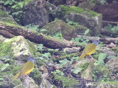 Eucometis penicillata