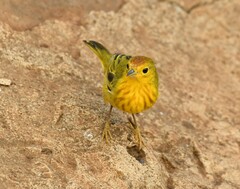 Setophaga petechia aureola