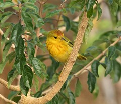 Setophaga petechia aureola