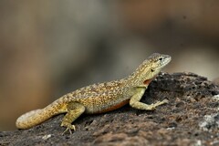 Microlophus bivittatus