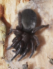 Scotophaeus scutulatus