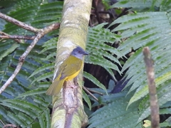 Eucometis penicillata