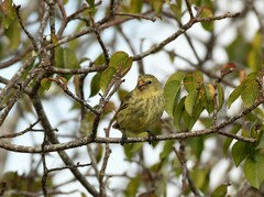 Camarhynchus parvulus salvini