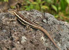 Microlophus bivittatus