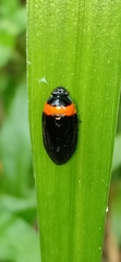 Phymatostetha deschampsi