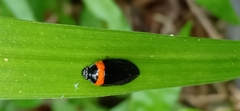 Phymatostetha deschampsi