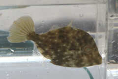 Stephanolepis hispida