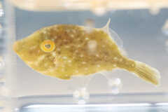 Stephanolepis hispida