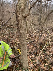 Phellodendron amurense