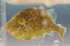 Stephanolepis hispida