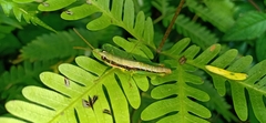 Neorthacris
