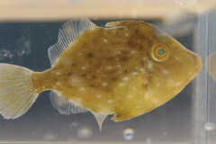 Stephanolepis hispida