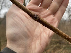 Phellodendron amurense