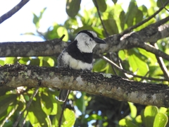 Notharchus hyperrhynchus
