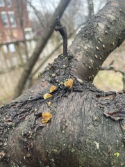Tremella