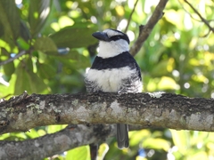 Notharchus hyperrhynchus