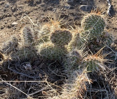 Opuntia polyacantha polyacantha
