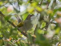 Camaroptera brachyura