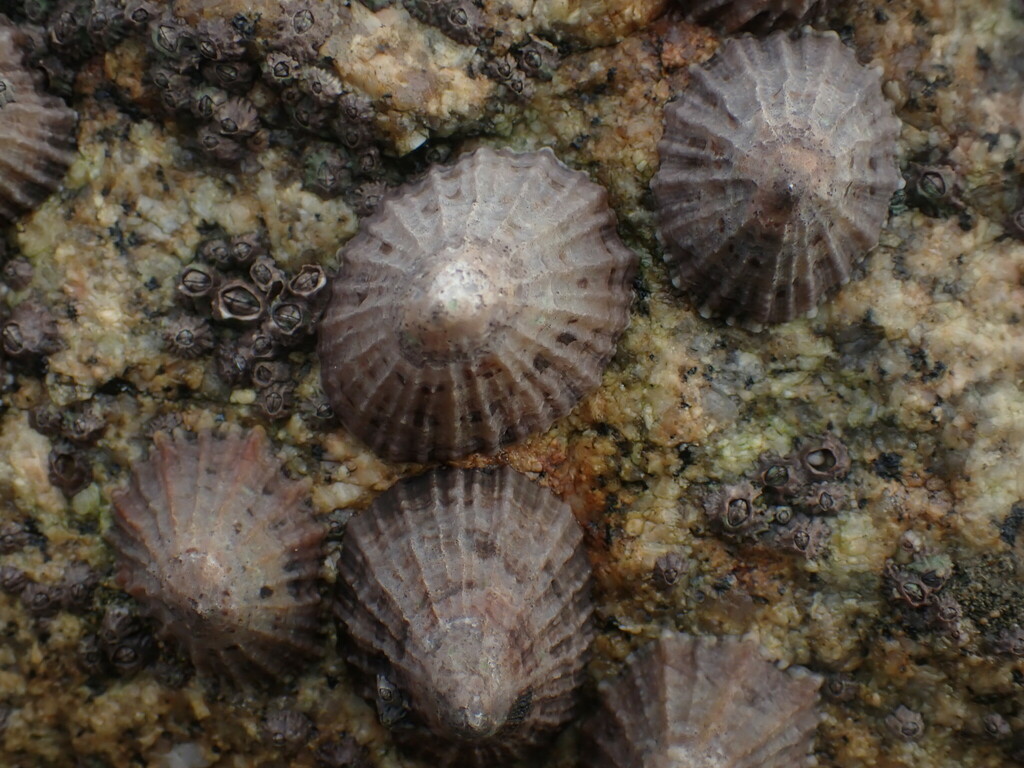 Patellida