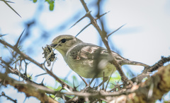 Bradornis microrhynchus