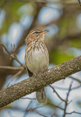 Cercotrichas leucophrys