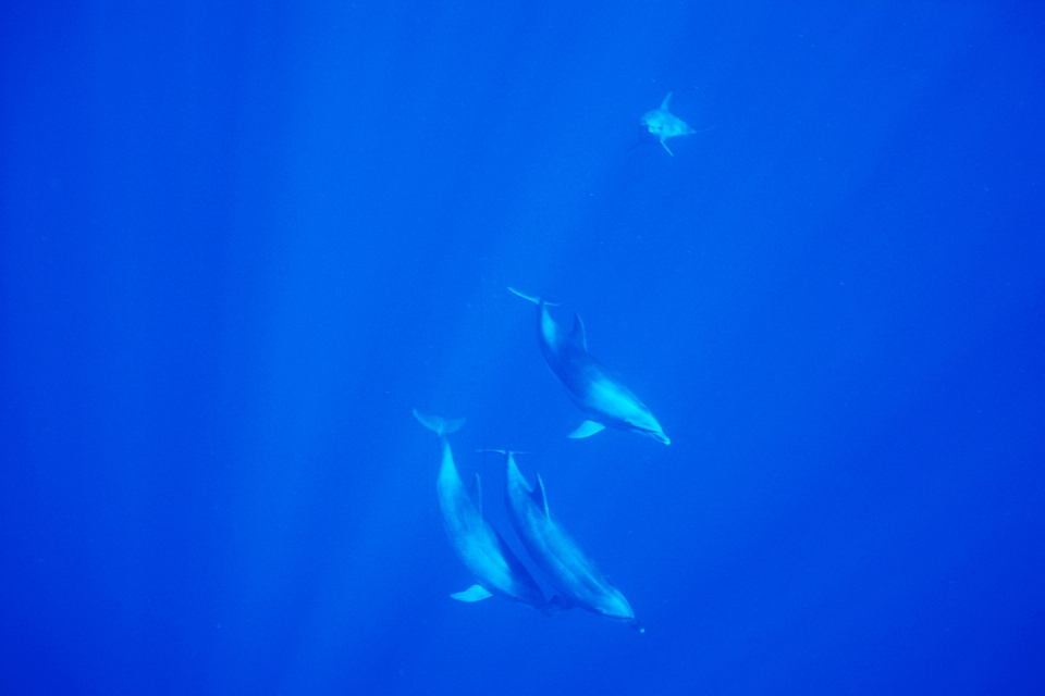 Bottlenose Dolphin