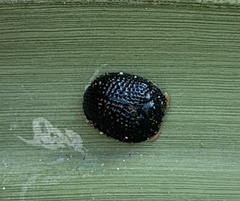 Hemisphaerota cyanea