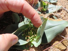 Colchicum scabromarginatum