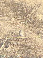 Passerculus sandwichensis