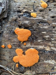 Tubifera ferruginosa