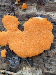 Tubifera ferruginosa