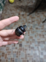 Dichotomius carolinus