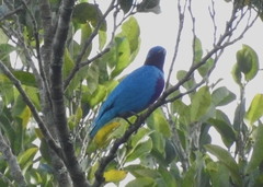 Cotinga amabilis