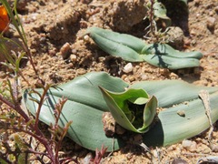 Colchicum scabromarginatum
