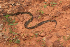 Bothrops atrox