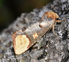 Phalera bucephaloides